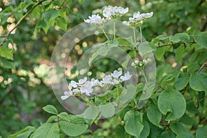 Japanese snowball bush Viburnum plicatum Mariesii, flowering shrub photo